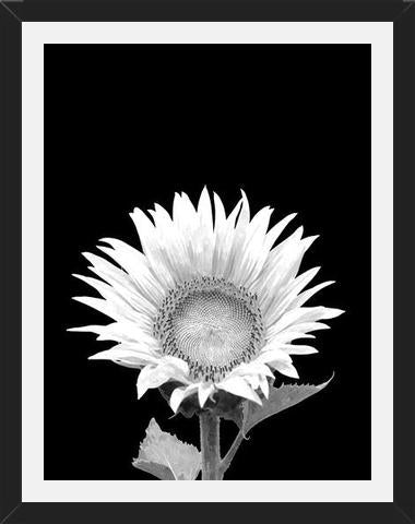 Cuadro Girasol Blanco y Negro – Impresionarte