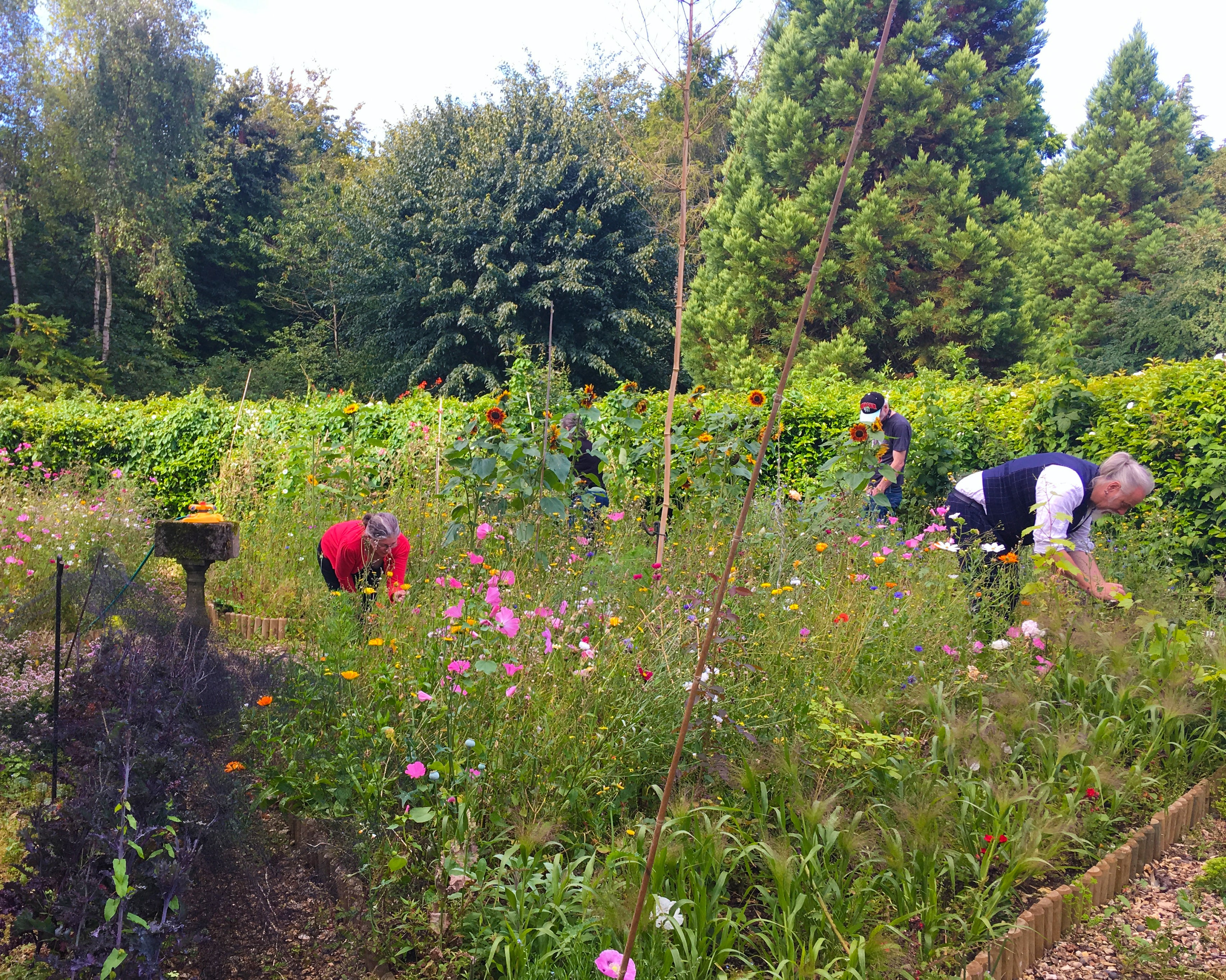 In the flower garden