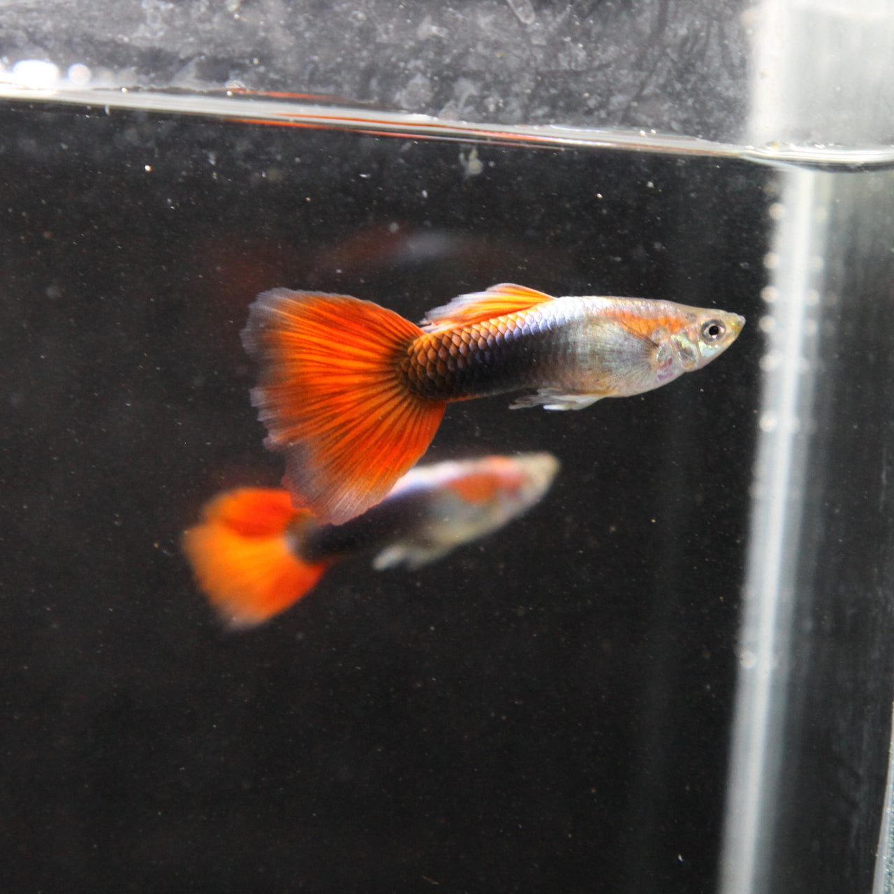 undersøgelse skade Bliv forvirret Red Tuxedo Guppy (PAIR) – Space City Fish and Coral, LLC