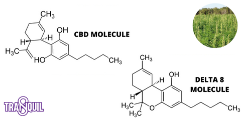 CBD and Delta 8 Molecule