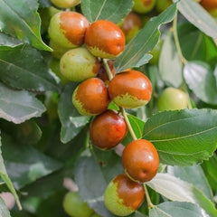 Jojoba plant – Bono blog