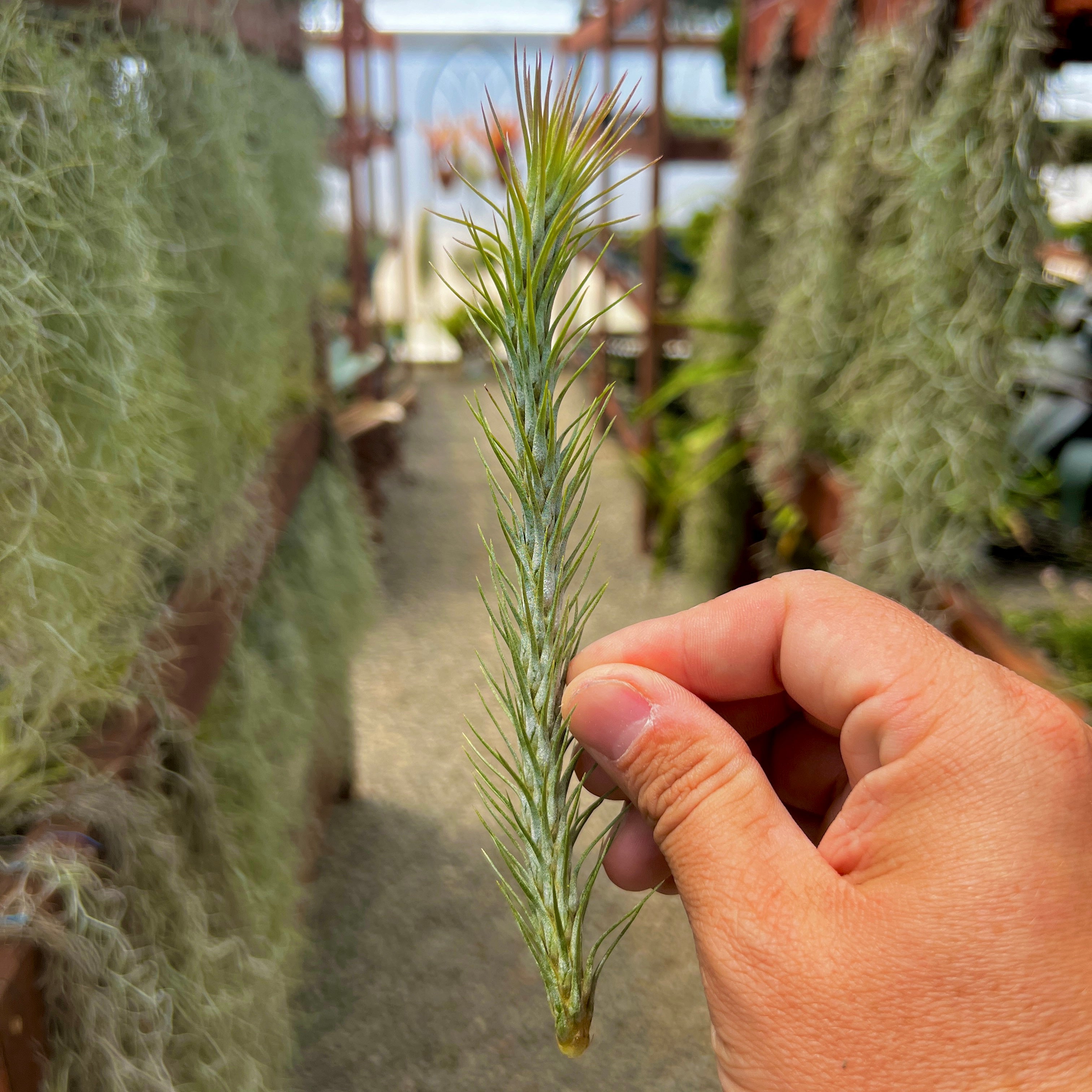 How to Care for Tillandsia Usneoides 'Spanish Moss' for Beginners -  TheArches