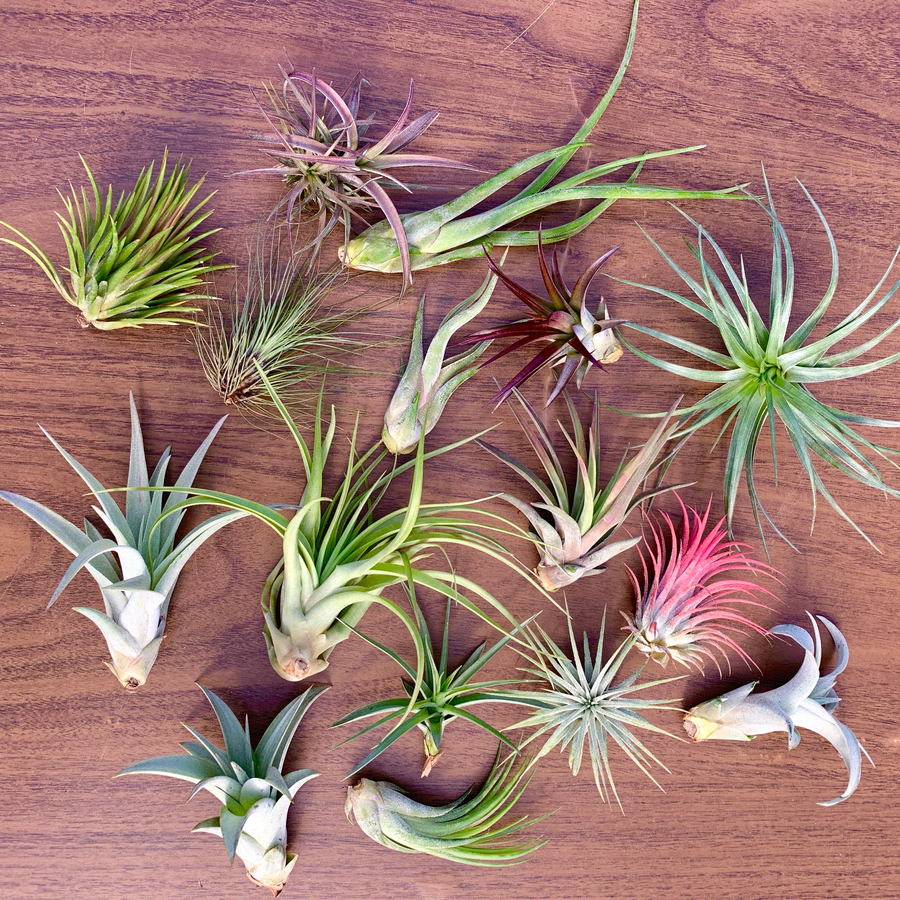 Tillandsia mix vert avec support en bois 25 cm : Tillandsias