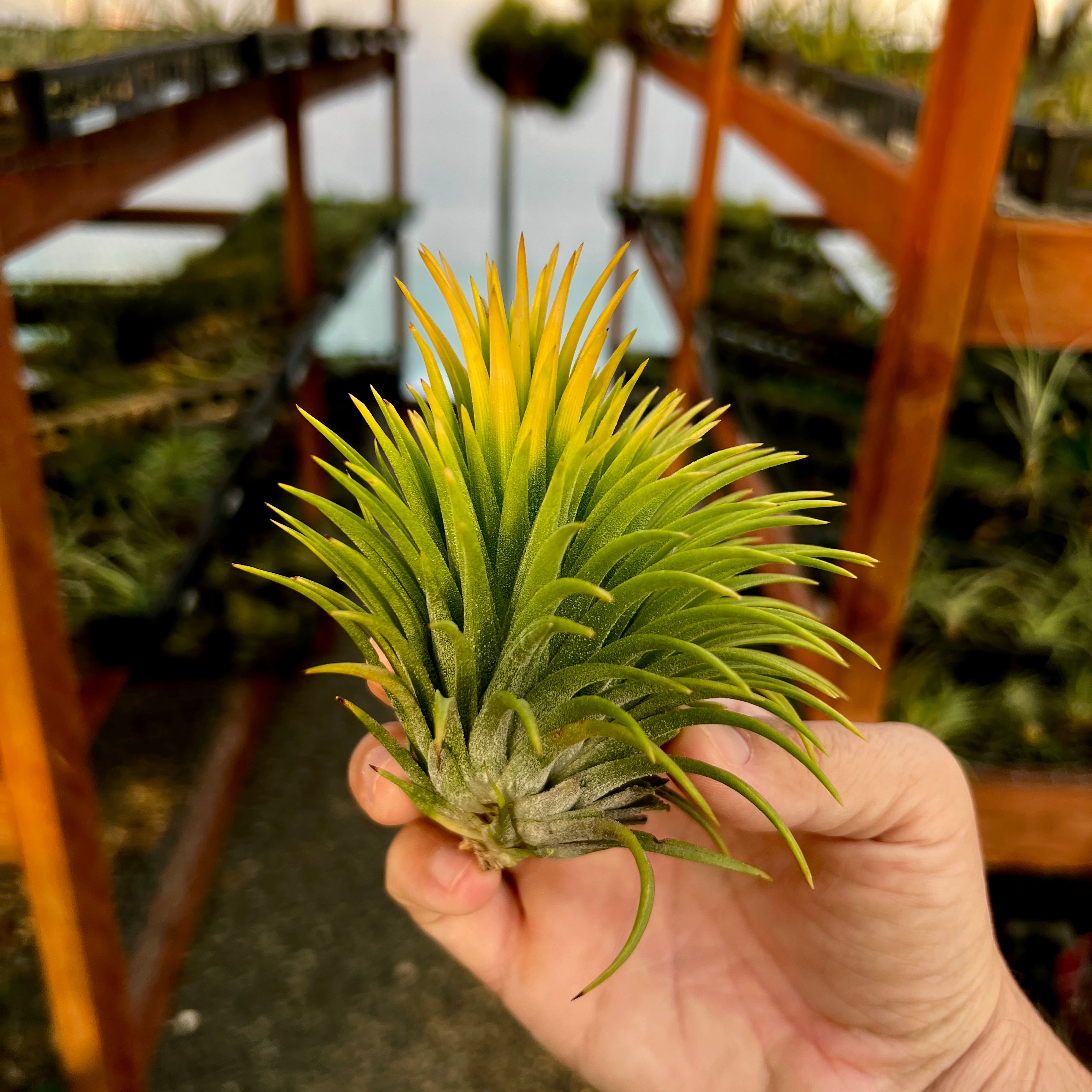 ionantha fuego totem pole | Air Plant Hub