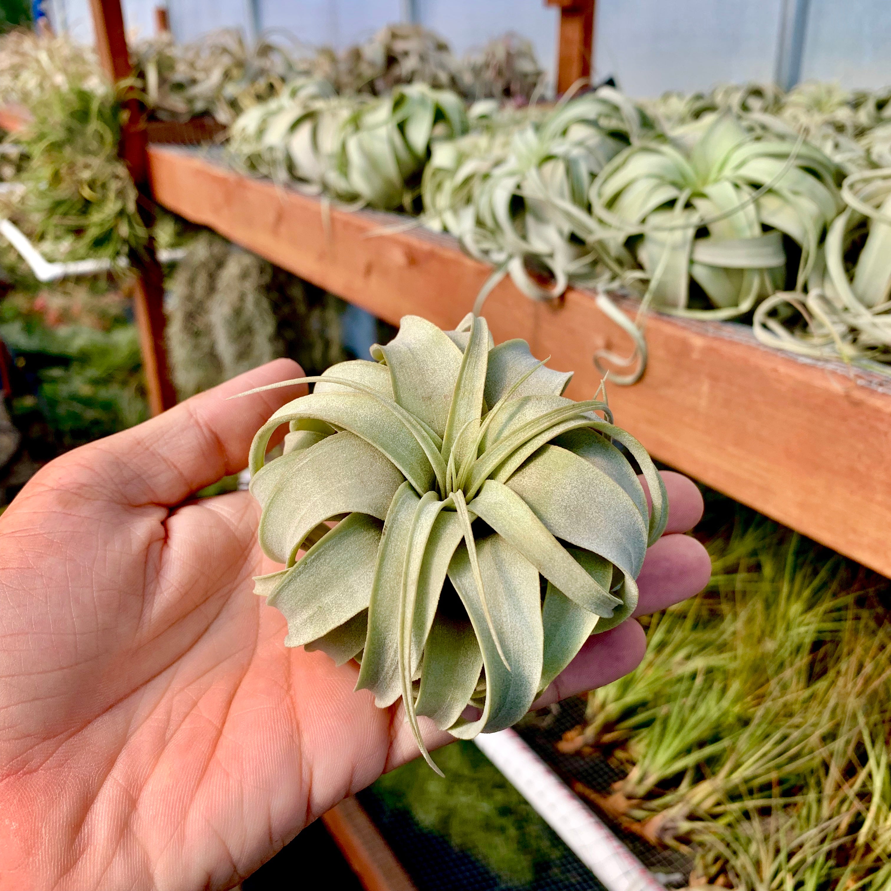 お買い物で送料無料 Tillandsia ionantha 576 ex. EJG