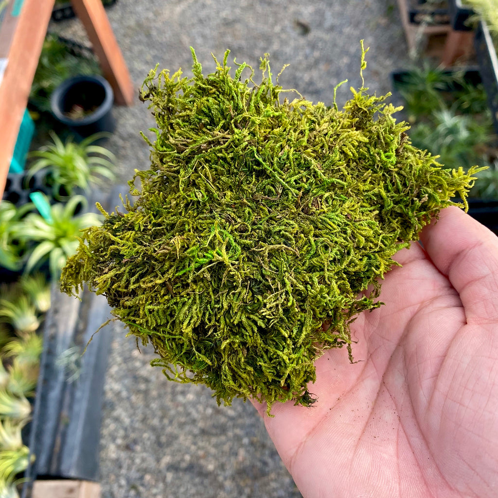 download free sheet moss