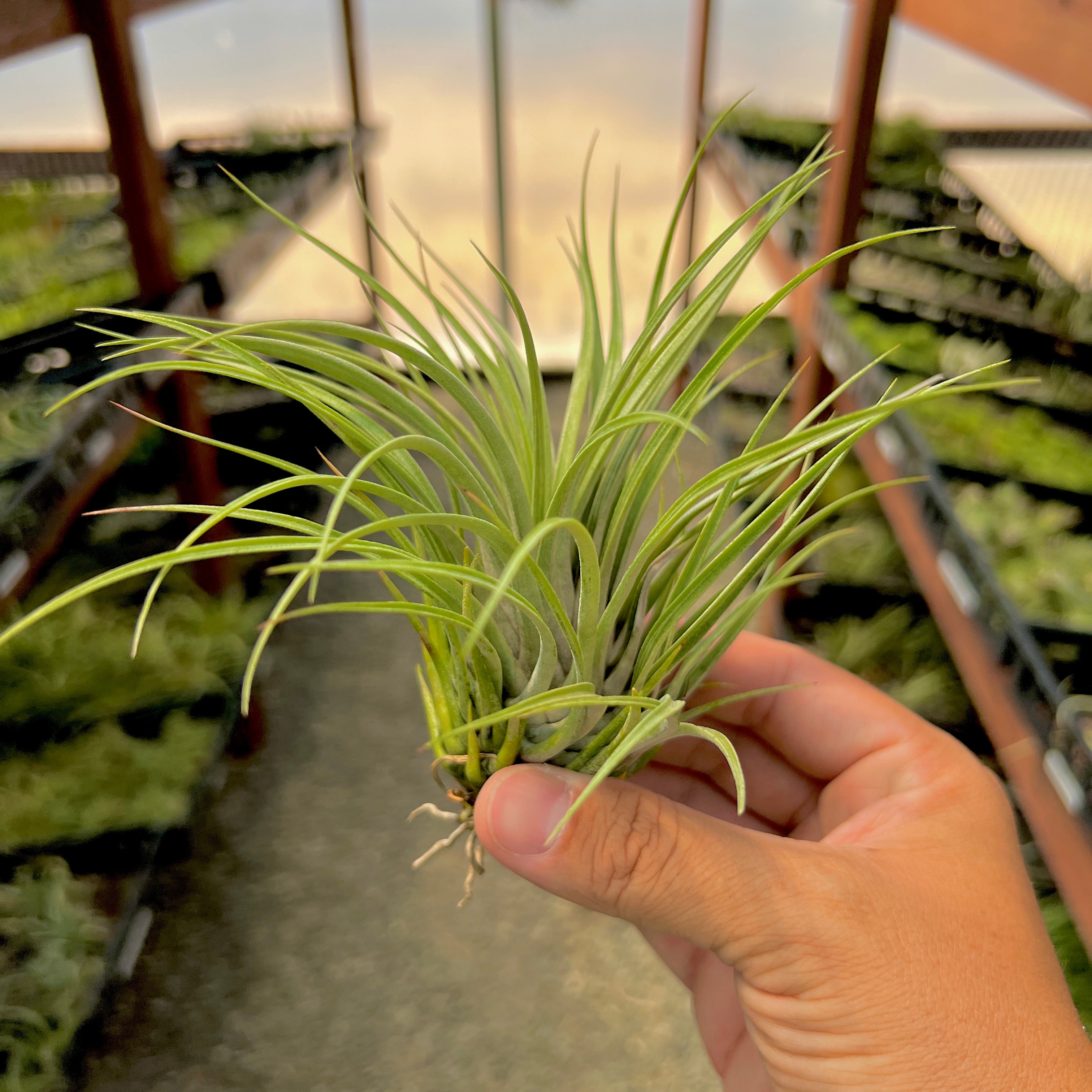 ionantha snowball | Air Plant Hub