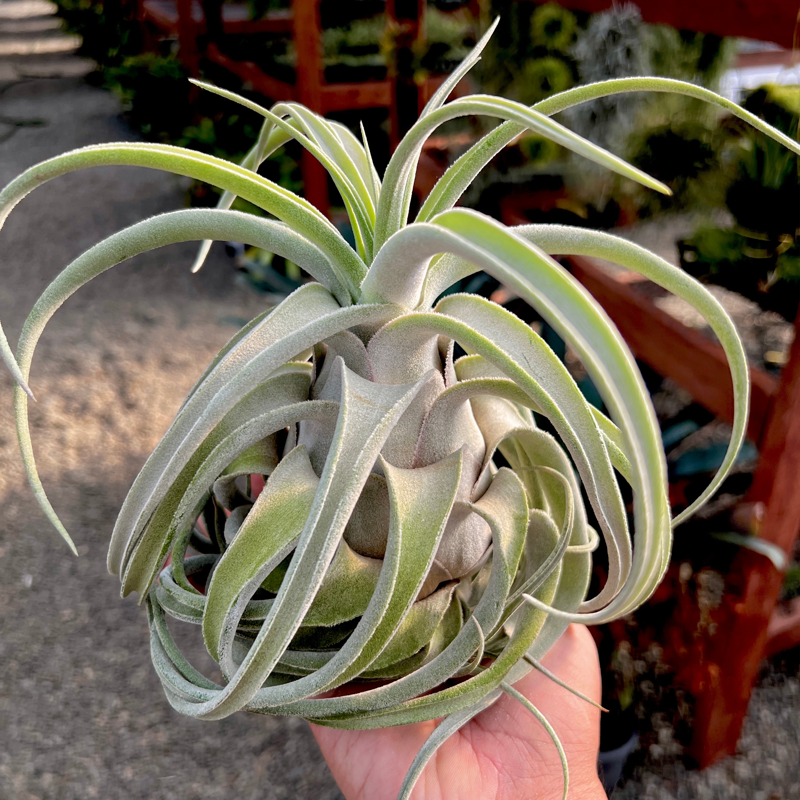 Coconut Grove (chiapensis x capitata red form) | Air Plant Hub