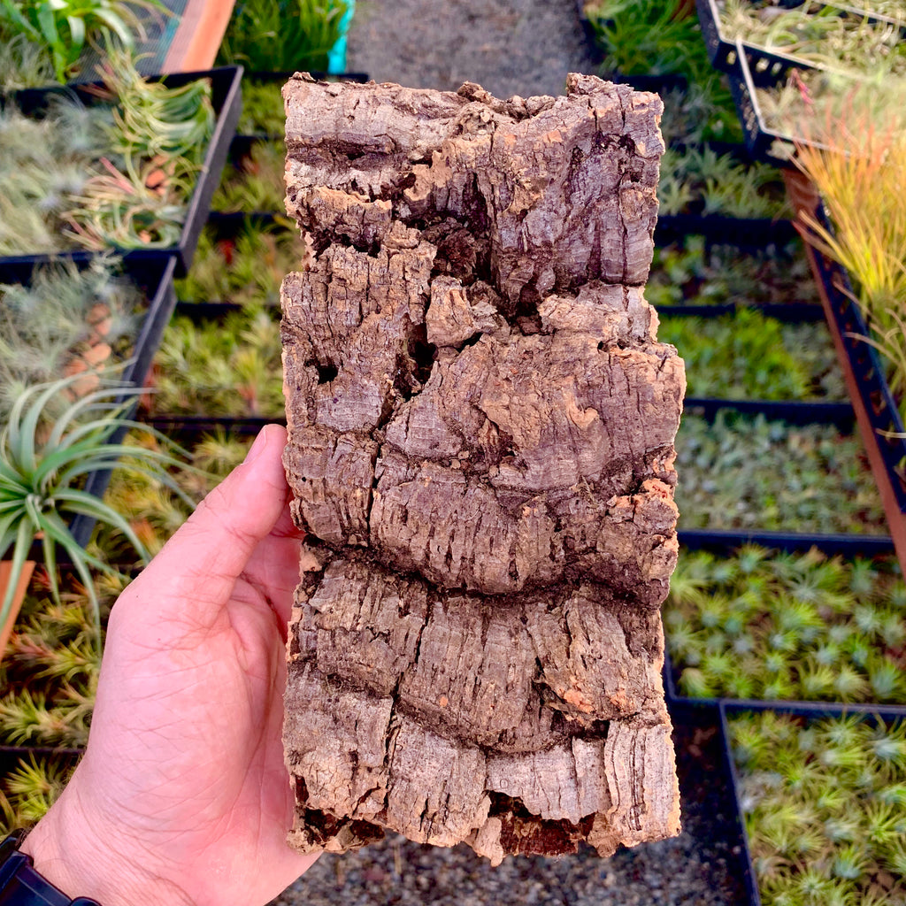 Virgin Cork Bark Slabs Perfect For Mounting Tillandsia Air Plant Hub