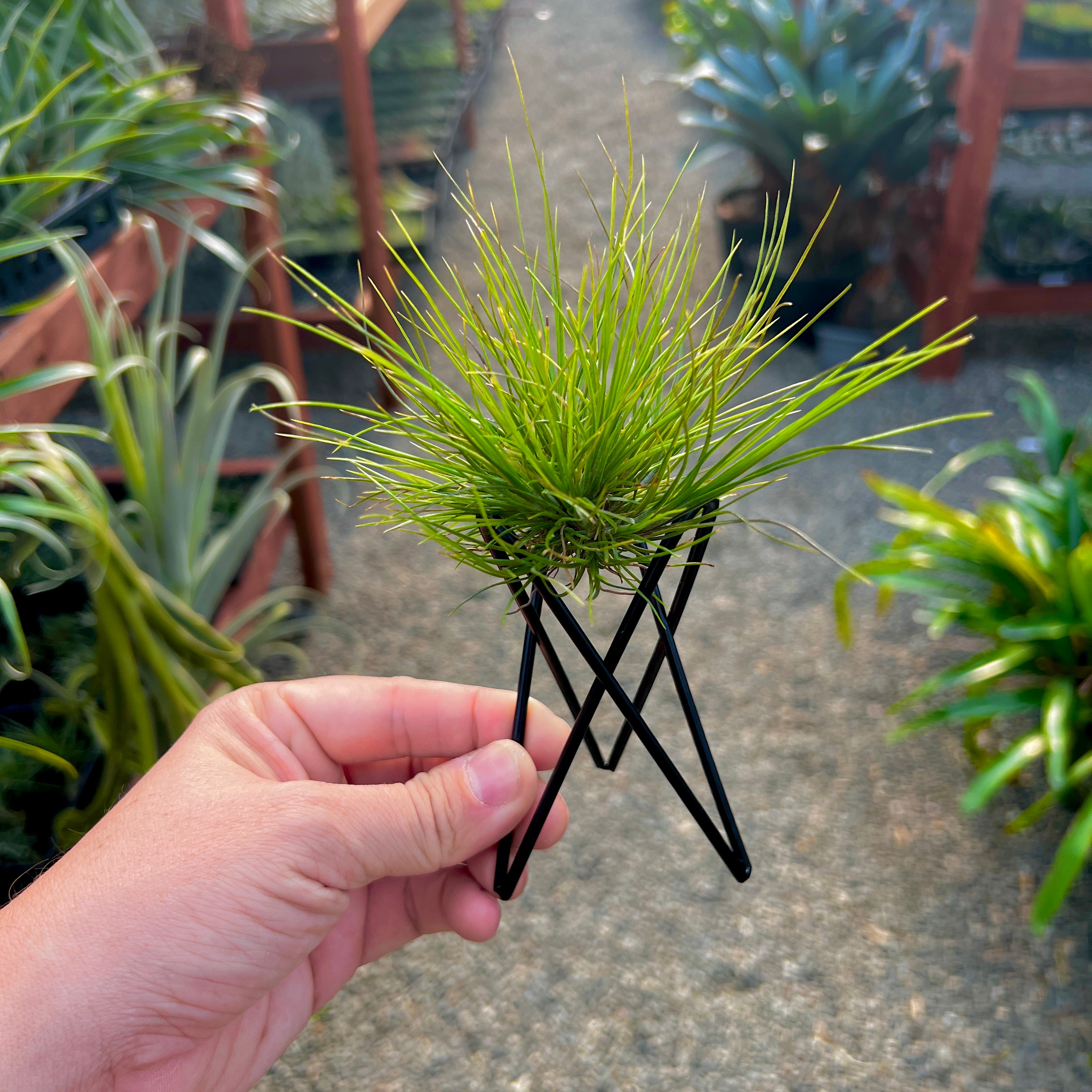 Exotic Granadillo Air Plant Holders with Coated Copper Wire Plants