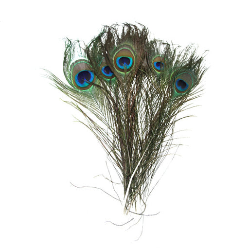 Peacock Feathers 25-30cm 3 Pk — Fred Aldous