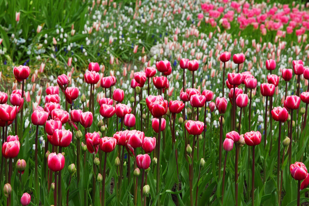 Tulpen Tulip Festival Kanada