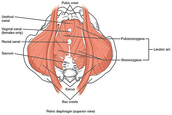 pelvic diagram