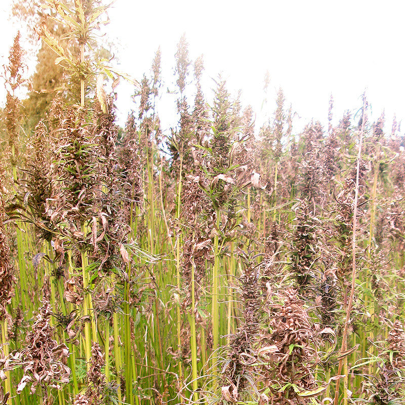 Our hemp growing