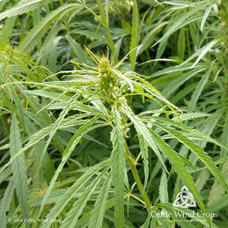 Celtic Wind hemp plant at our farm