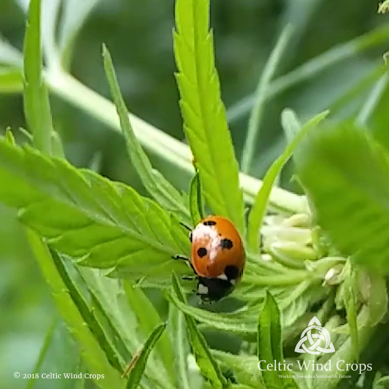 Celtic Wind hemp plant with ladybird