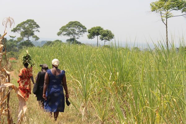 Cathie walking by sugarcane fields.