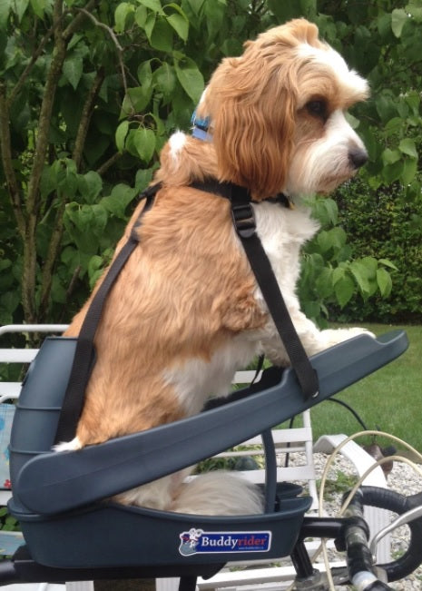 buddyrider pet seat