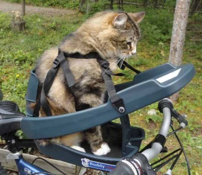 buddy dog bike seat