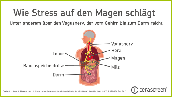 Infografik: Wie der Vagusnerv Gehirn, Darm und weitere Organe verbindet