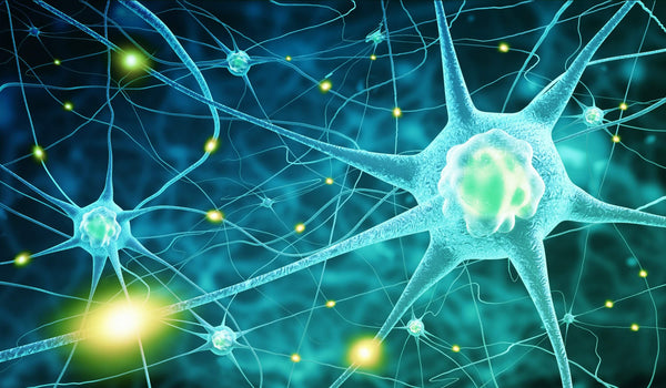 Neurons - Vitamin B12 protects the nerves