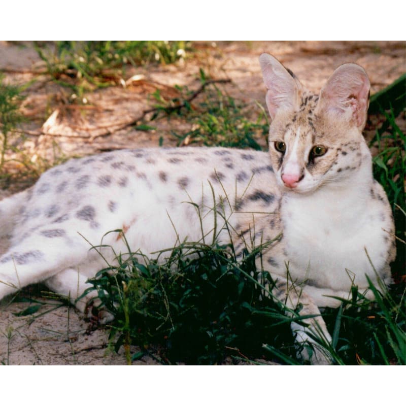 white serval cat