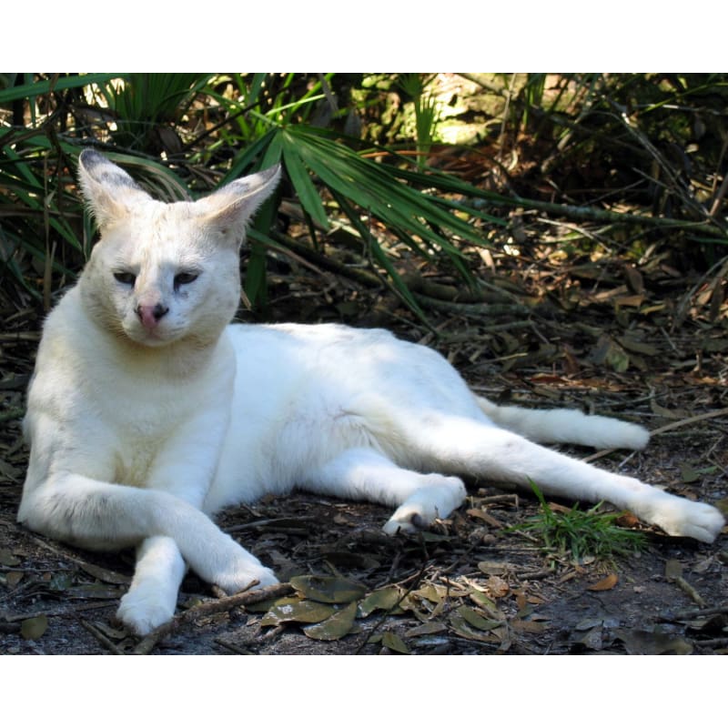 white serval cat