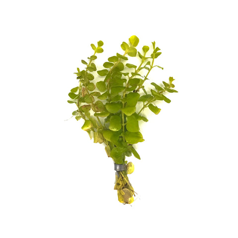 Golden Creeping Jenny - H2O Plants