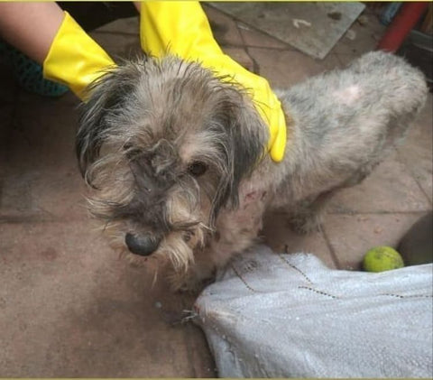 Greta (Foto de Fundación Sonrisa Animal)