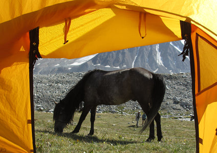 Judy's horse - Mongolia