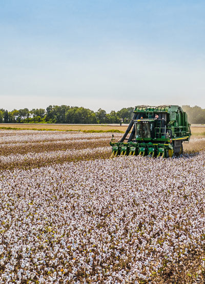 Cotton harvesting