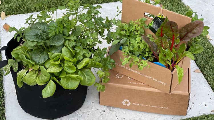 Gardenuity - Container Gardens Delivered Straight To Your Door