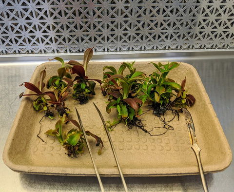 nepenthes propagation cutting