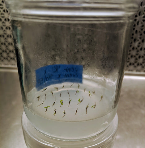 nepenthes seed germination