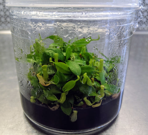 nepenthes micropropagation media container
