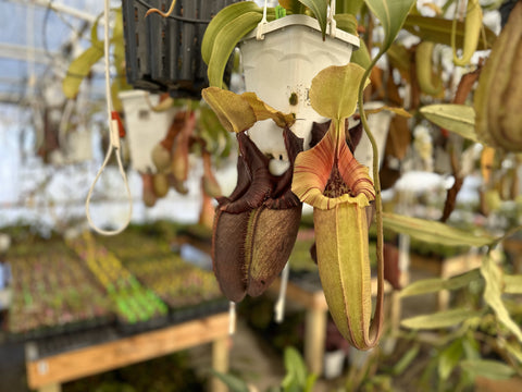 Nepenthes robcantleyi x ovata with a set of beautiful pitchers