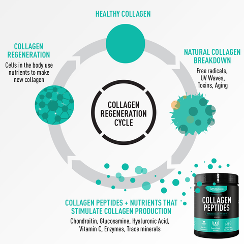 collagen cycle with peptides supplement