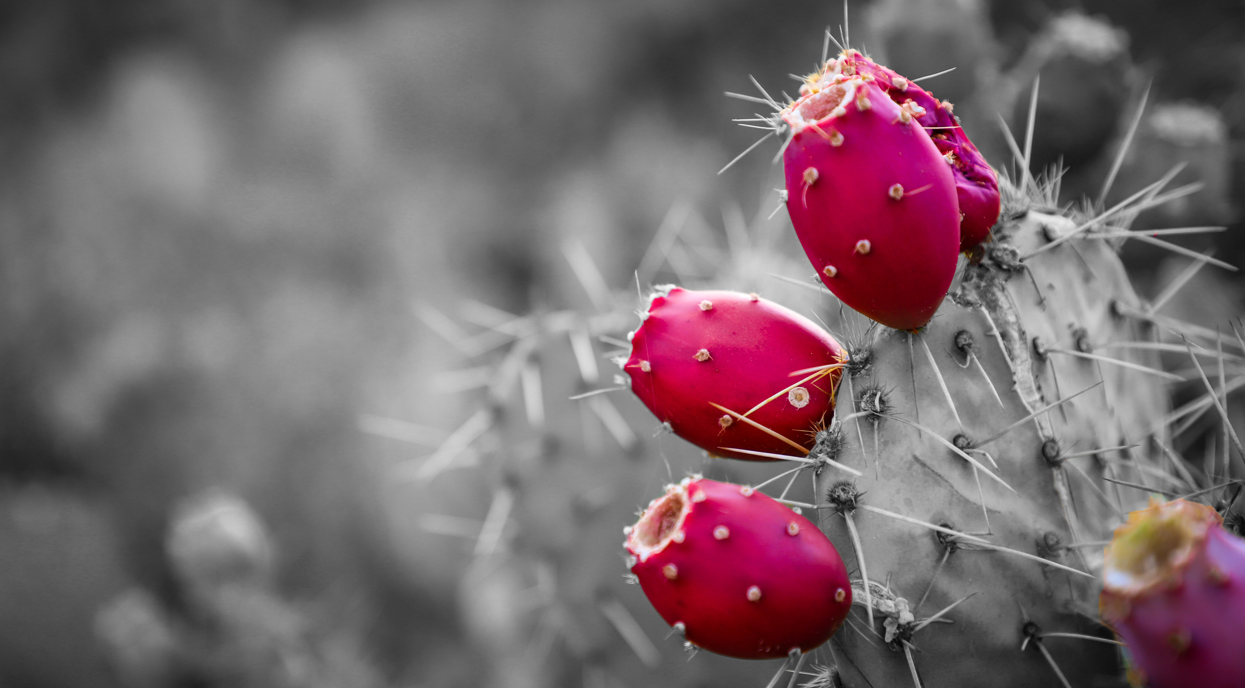 Prickly Pear Seed Oil - The Oils We Should Embrace - Thalia Skin 