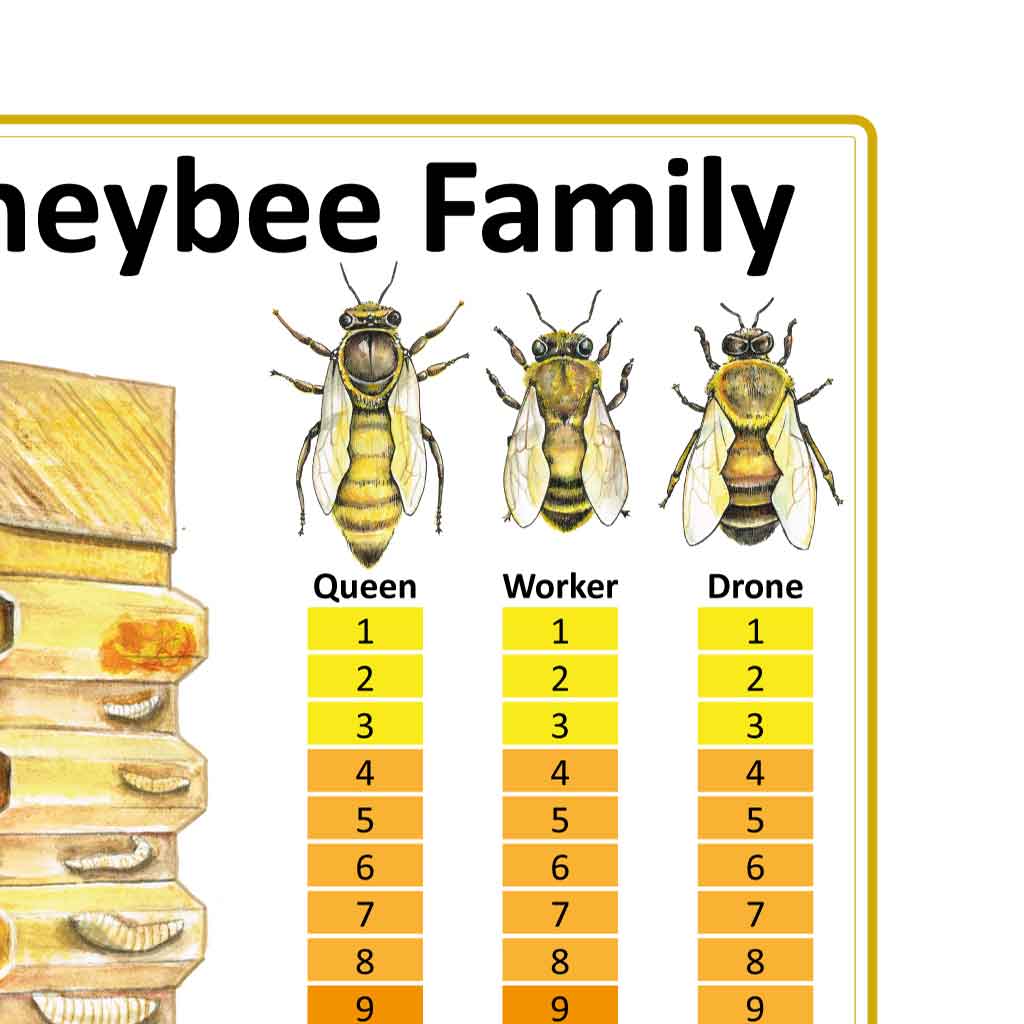 The Life Cycle of the Honeybee Family Bee Equipment