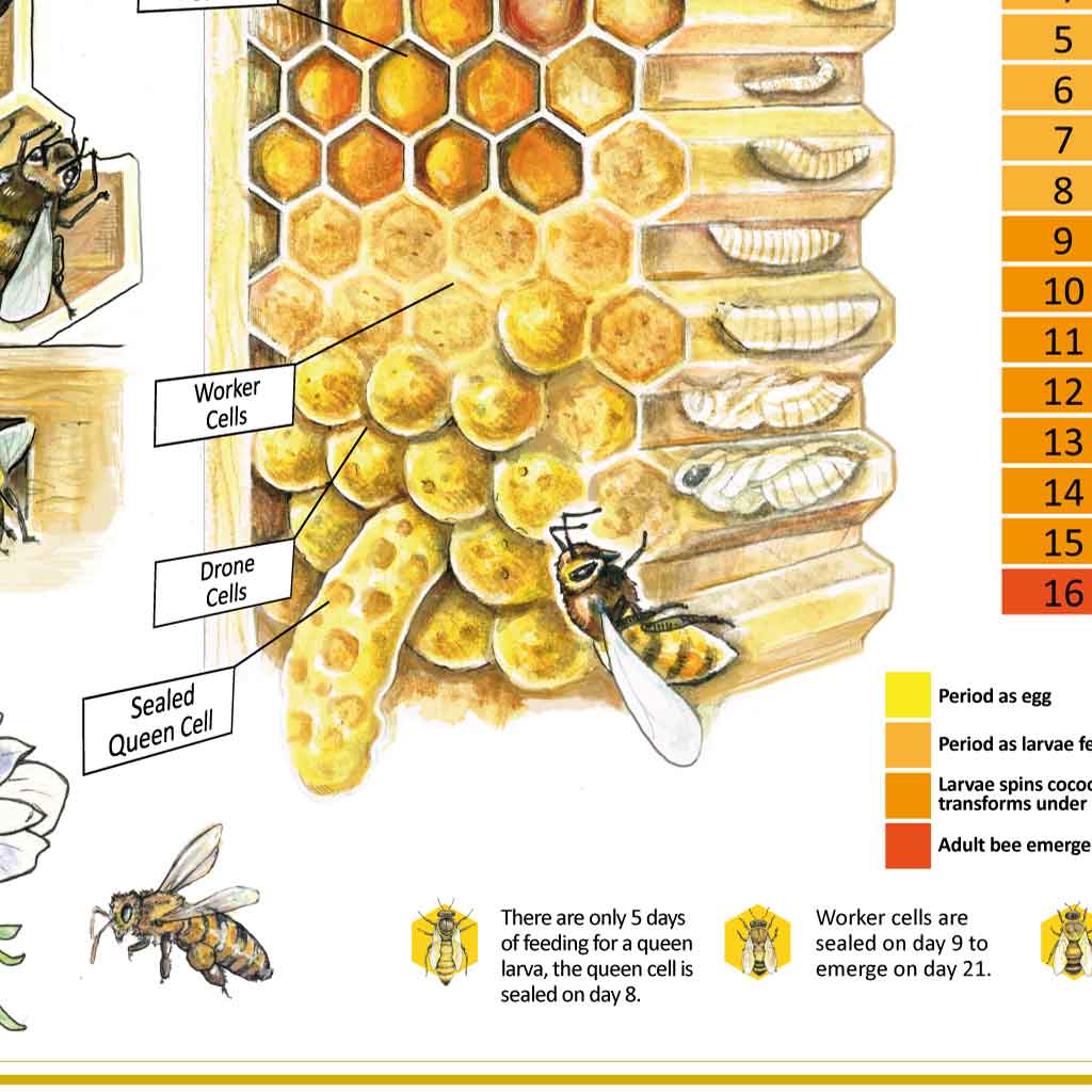 queen bee life cycle