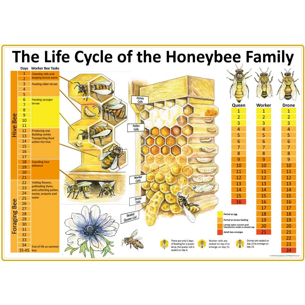 The Life Cycle Of The Honeybee Family Bee Equipment   Bm001 1200x1200 