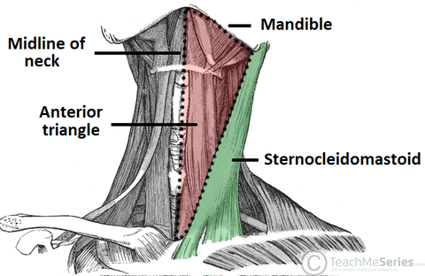 borders of the anterior triangle