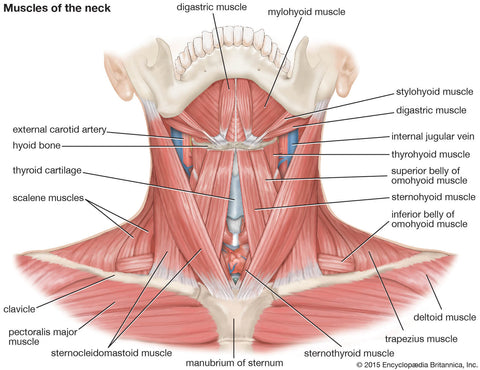 anterior neck muscles