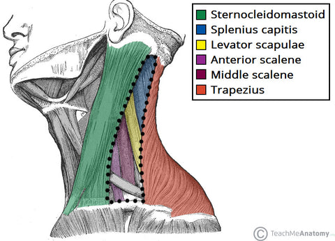 borders of the posterior triangle
