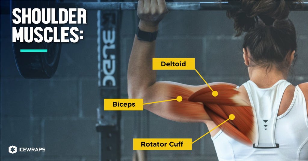 Shoulders 101: Your Guide to Basic Shoulder Anatomy - IceWraps