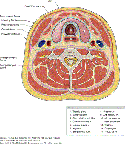 compartments of the neck