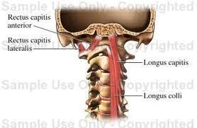 lateral neck muscles