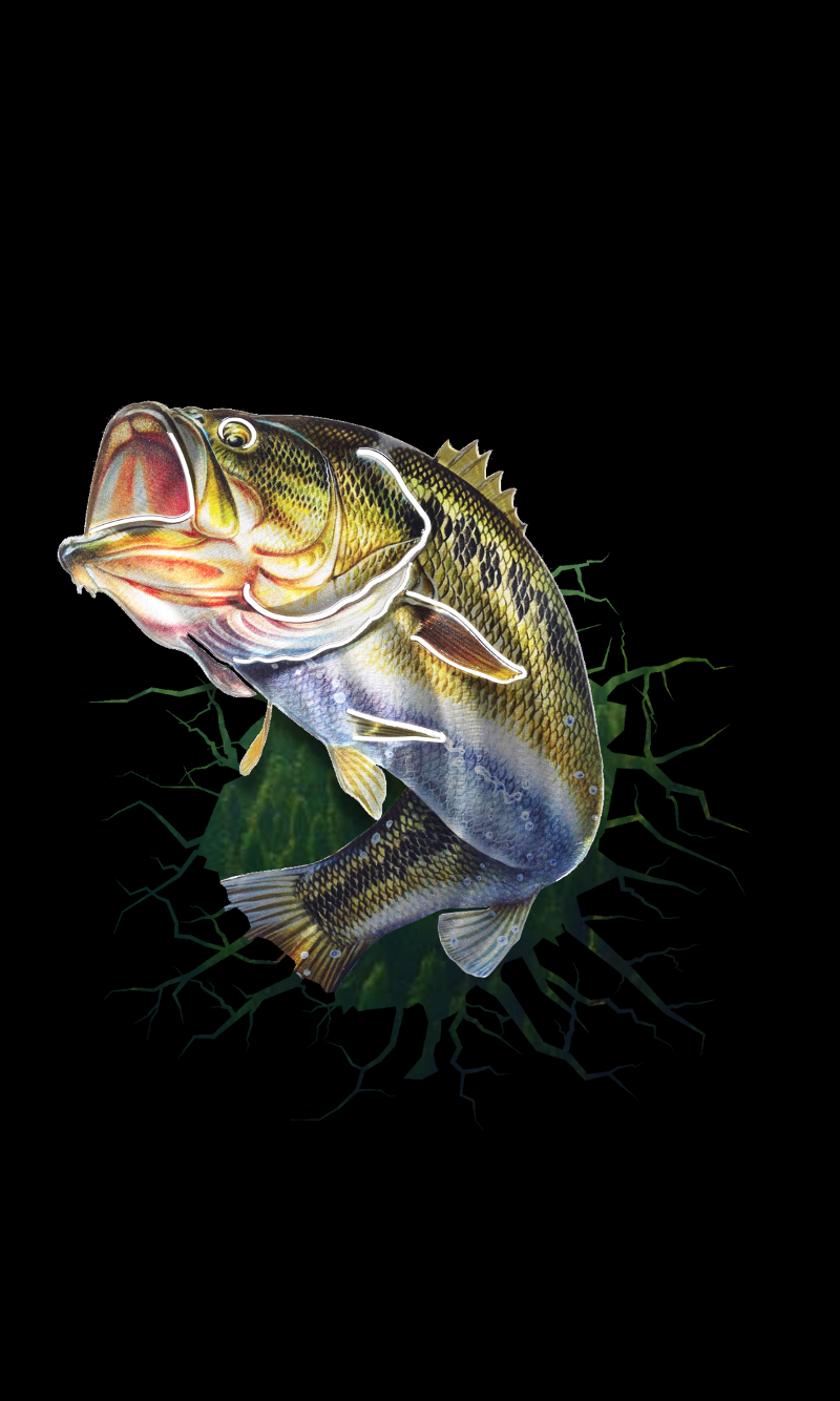 hd bass fish wallpaper