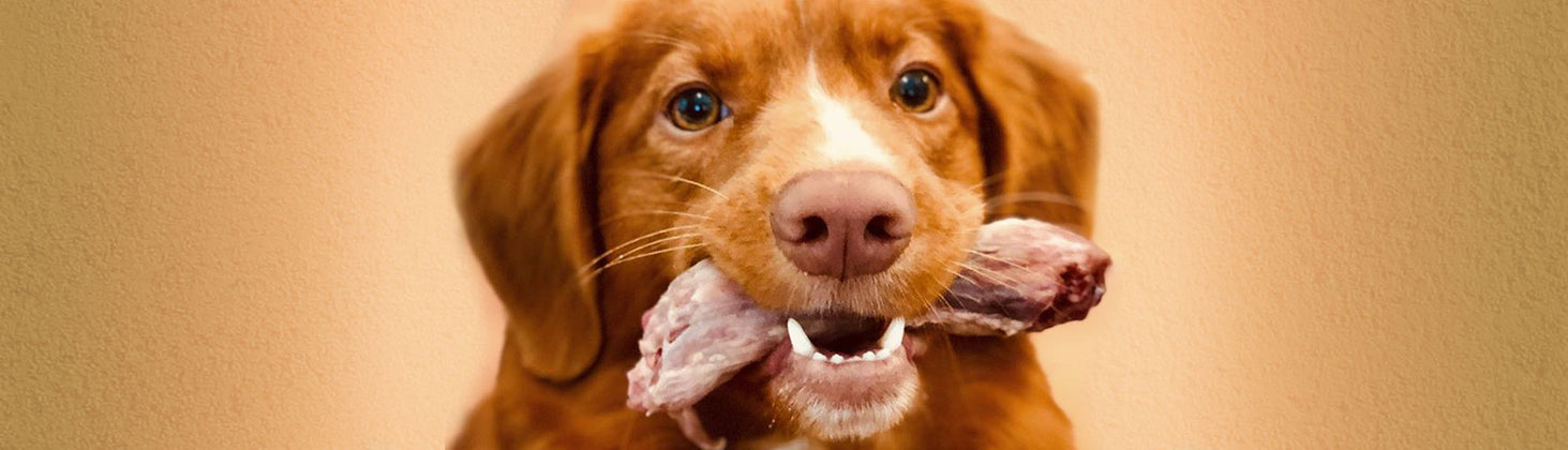 are raw bones good for dogs