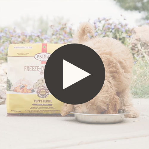 Freeze-Dried Raw Pronto <br> Lamb Recipe Featured Video